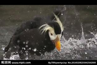 国产水鸟测评视频大全免费,全面解析国产水鸟性能与魅力