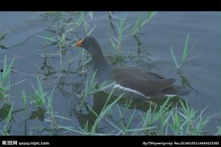 国产水鸟测评视频大全免费,全面解析国产水鸟性能与魅力